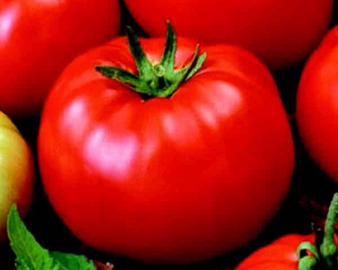 Goliath Old-Fashioned Hybrid Tomato Seeds